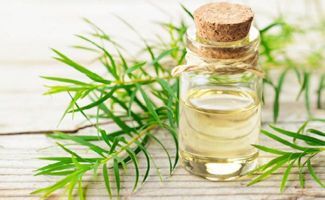 Tea Tree Oil  remedies for thrush
