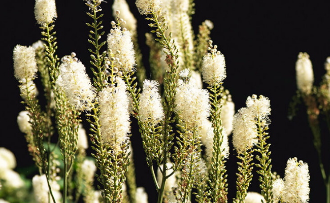 Black cohosh Home remedies for hot flashes