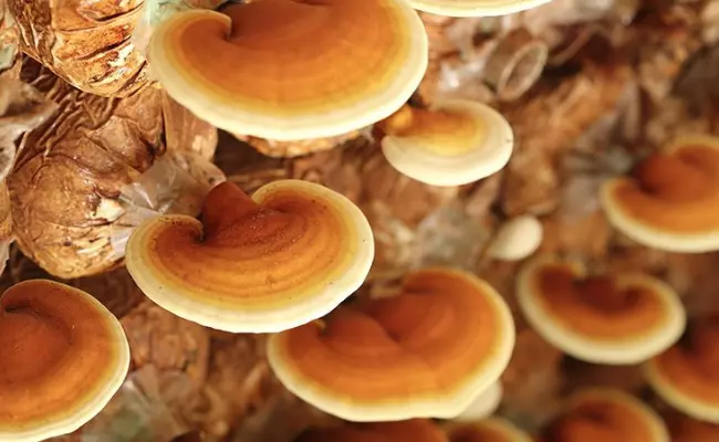 Reishi Mushroom home remedies for pancreatitis