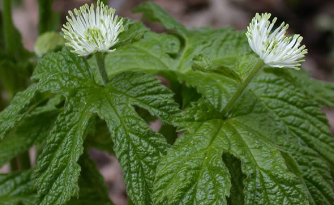 Goldenseal- home remedies for chlamydia