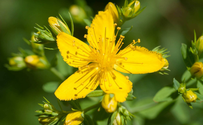 Use St. John’s Wort-  home remedies for opiate withdrawal