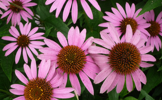 Echinacea- home remedies for chlamydia
