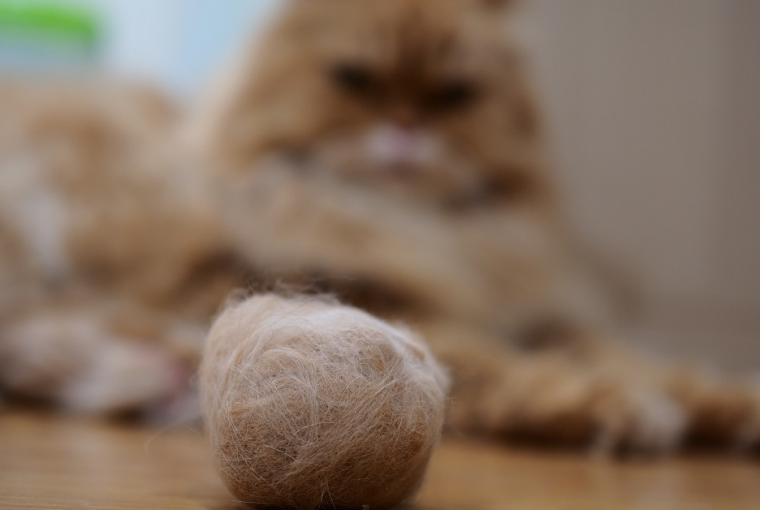 home remedies for cat hairballs