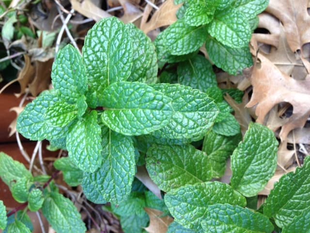 Mint leaves 